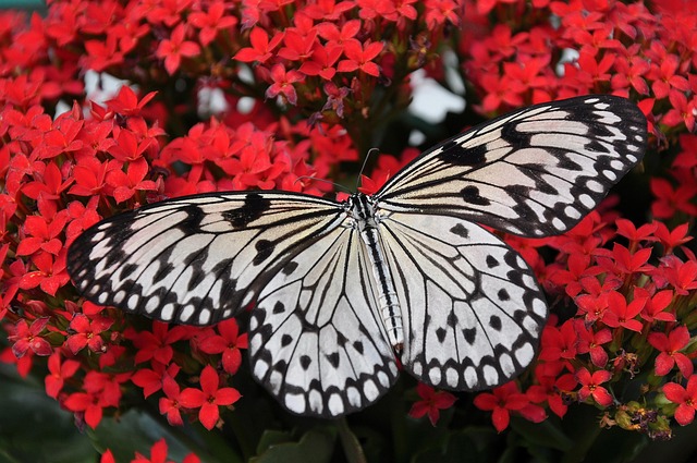 butterfly